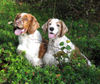 Welsh Springer Spaniel Hund