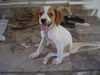 Welsh Springer Spaniel Hund