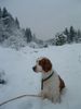 Welsh Springer Spaniel Foto: Gipsy und Husty (ID 9181) Welsh Springer Spaniel Hund