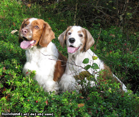 Welsh Springer Spaniel Jet en Fusken