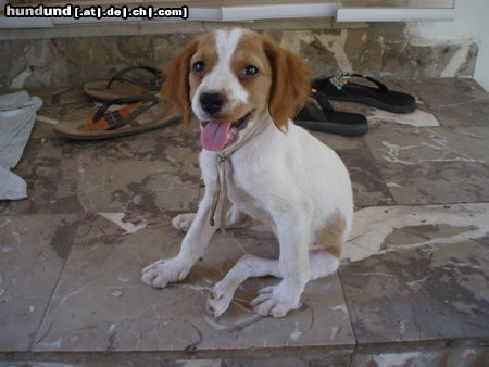 Welsh Springer Spaniel Tessie  2,5 Monate