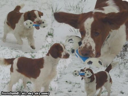 Welsh Springer Spaniel Hunde Foto 9484 Welsh Springer Spaniel Winter Wondertime!!!
