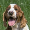 Welsh Springer Spaniel