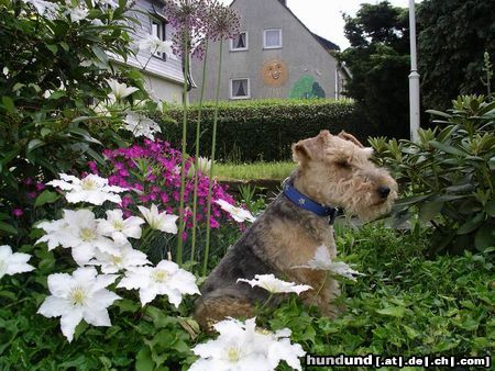 Welsh Terrier Hunde Foto 20639 Welsh Terrier okay, ich bin ein Gartenfreund