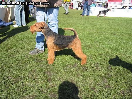 Welsh Terrier Hunde Foto 13613 Welsh Terrier INVADER of Happytails