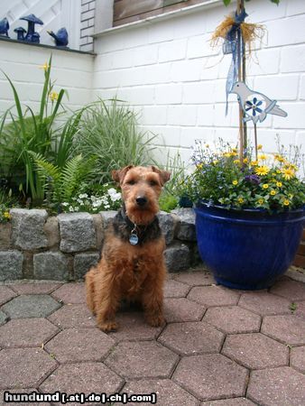 Welsh Terrier Hunde Foto 6311 Welsh Terrier