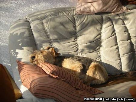 Welsh Terrier Hunde Foto 20640 Welsh Terrier ein Schläfchen in Ehren