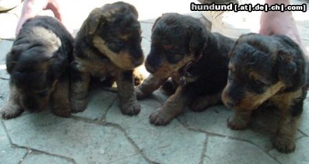 Welsh Terrier Hunde Foto 4871 Welsh Terrier Unsere Babys mit knapp 5 Wochen