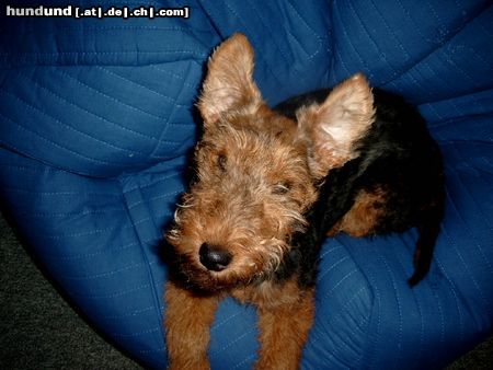 Welsh Terrier Hunde Foto 18415 in höherer Auflösung ansehen Welsh Terrier Ich kann fliegen