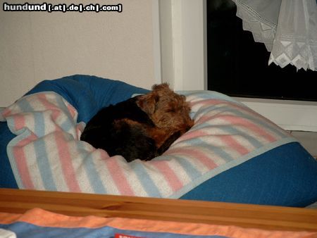 Welsh Terrier Hunde Foto 18417 in höherer Auflösung ansehen Welsh Terrier Ist sie nicht süß???