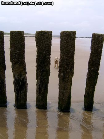 Welsh Terrier CARUSO Such mich