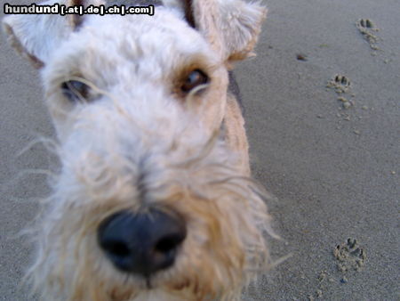 Welsh Terrier CARUSO hast du ein Leckerchen