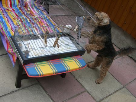 Welsh Terrier hey, wer bist du denn? ich bin nerac.