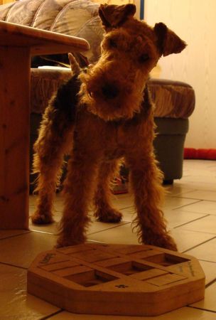 Welsh Terrier Hunde Foto 40746 in höherer Auflösung ansehen Welsh Terrier Wer hat mein Lecker aus dem Spielzeug geklaut???