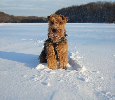 Welsh Terrier Gipsy liebt Schnee!!!!!