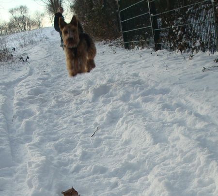 Welsh Terrier Eigentlich wollte sie mal Springpferd werden