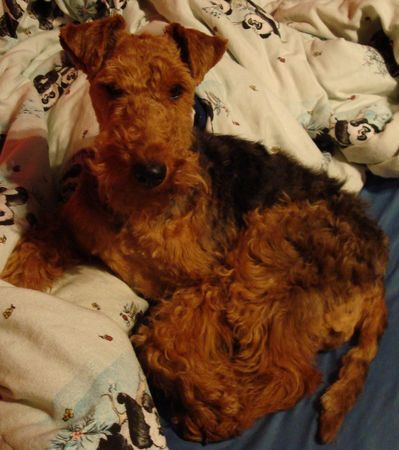 Welsh Terrier Eigentlich bin ich schon müde...aber für Fotos bin ich immer zu haben