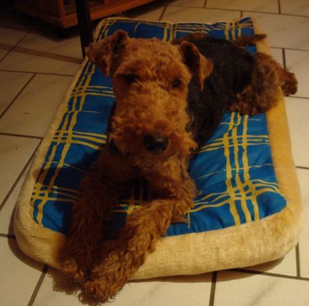 Welsh Terrier der Spaziergang war echt anstrengend!!!