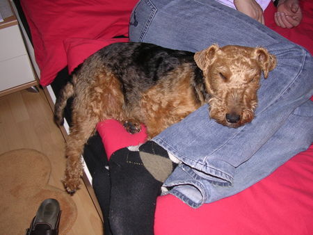 Welsh Terrier ... man, bin ich müde ...