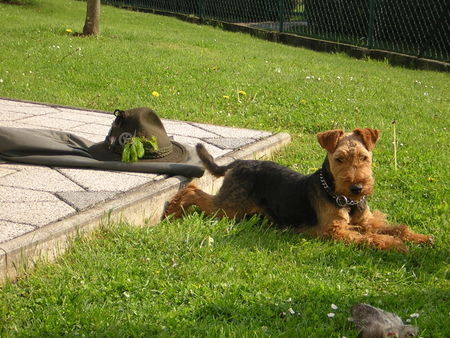 Welsh Terrier Frodo v. Pirching Soll einer wagen meine Beute anzufassen !