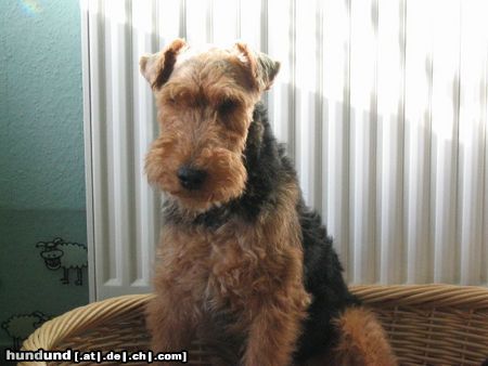 Welsh Terrier Hunde Foto 21346 in höherer Auflösung ansehen Welsh Terrier Bin ich so gut im Bild?