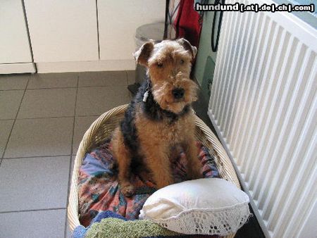 Welsh Terrier Hunde Foto 21347 Welsh Terrier in meinem Körbchen
