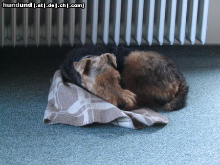 Welsh Terrier Hunde Foto 24321 in höherer Auflösung ansehen Welsh Terrier jetzt mach ich eine Pause
