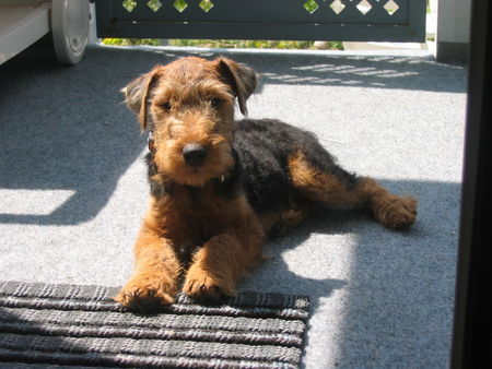 Welsh Terrier müüdde