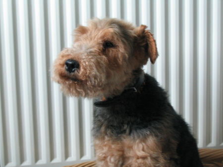 Welsh Terrier ...nun bin ich mittlerweile schon 12 1/2 Jahre alt...