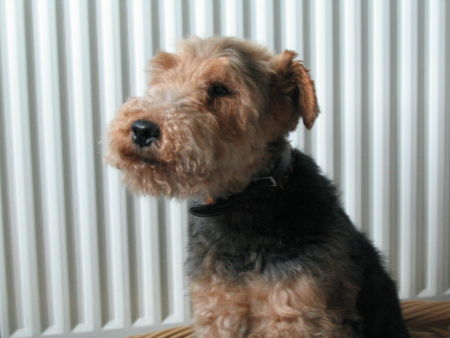 Welsh Terrier Hunde Foto 43095 in höherer Auflösung ansehen Welsh Terrier ...nun bin ich mittlerweile schon 12 1/2 Jahre alt...