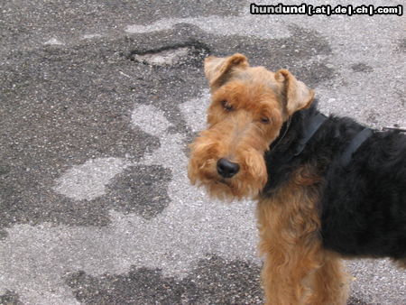 Welsh Terrier Hunde Foto 24322 Welsh Terrier wo bleibt ihr denn?