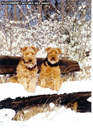 Welsh Terrier Hunde Foto 19496 Welsh Terrier Schneewanderung