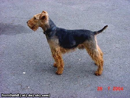 Welsh Terrier Hunde Foto 18452 in höherer Auflösung ansehen Welsh Terrier KORAN z AGACINI