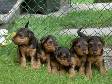 Welsh Terrier Einfach hübsch