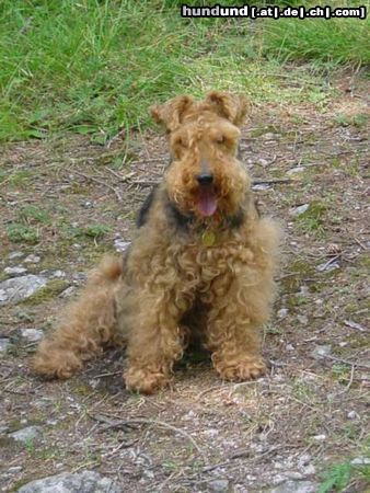 Welsh Terrier Hunde Foto 5482 Welsh Terrier sie schreiben Alter der Welsh-Terrier 14 Jahre...meine Hündin Myrille geht ins 16.Alterjahr