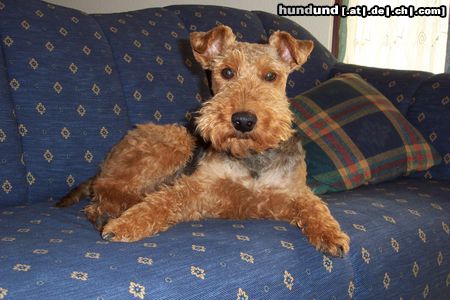 Welsh Terrier Hunde Foto 13070 Welsh Terrier Teddy
