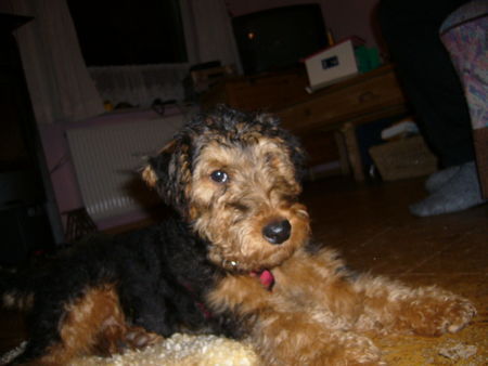 Welsh Terrier Unser kleiner Troll!