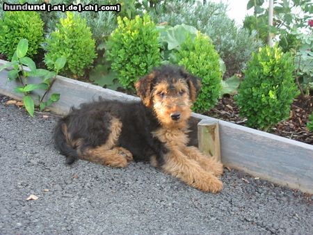 Welsh Terrier Hunde Foto 12836 Welsh Terrier So unschuldig kann ein junger Welsh-Terrier sein.