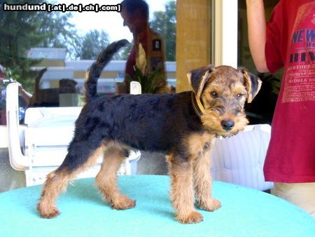 Welsh Terrier Hunde Foto 17055 in höherer Auflösung ansehen Welsh Terrier 4 Monate alt