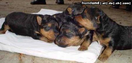 Welsh Terrier Hunde Foto 4872 Welsh Terrier Unsere Babys mit im Alter von einer Woche