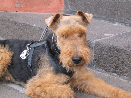 Welsh Terrier ...auf den Stufen des Limburger Domes