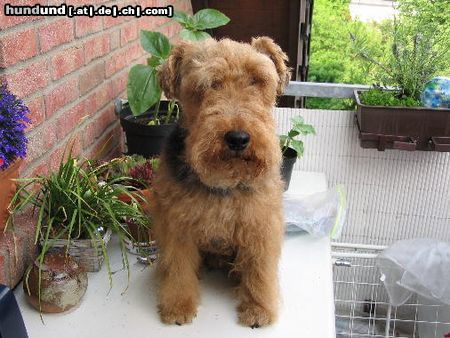 Welsh Terrier Hunde Foto 20525 Welsh Terrier