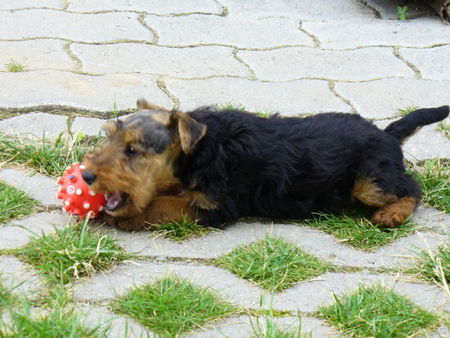 Welsh Terrier