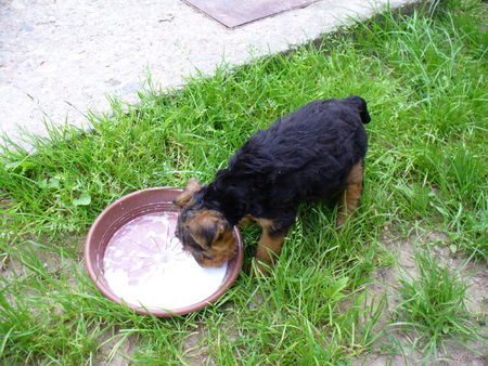 Welsh Terrier