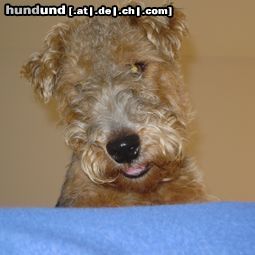 Welsh Terrier Hunde Foto 20172 in höherer Auflösung ansehen Welsh Terrier Aiko von der Zaunerleitn