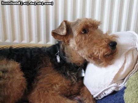 Welsh Terrier Hunde Foto 20526 Welsh Terrier bin ich nicht lieb?