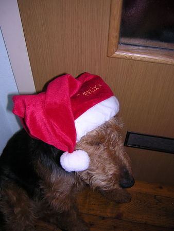 Welsh Terrier Felix wünscht allen frohe und besinnliche Weihnachten.