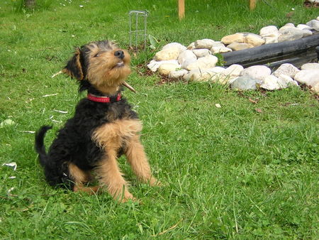 Welsh Terrier Felix der glückliche