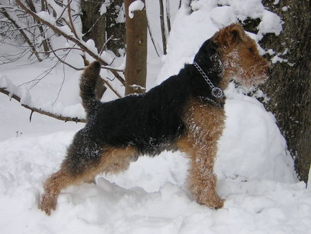 Welsh Terrier