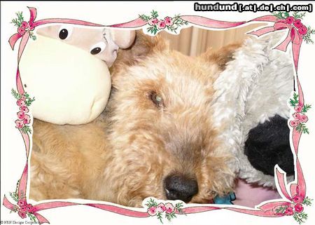 Welsh Terrier Hunde Foto 20641 Welsh Terrier suchbild....wo ist elsa ?
